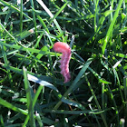 Tobacco Budworm Catterpillar