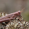 Yarrow's Grasshopper