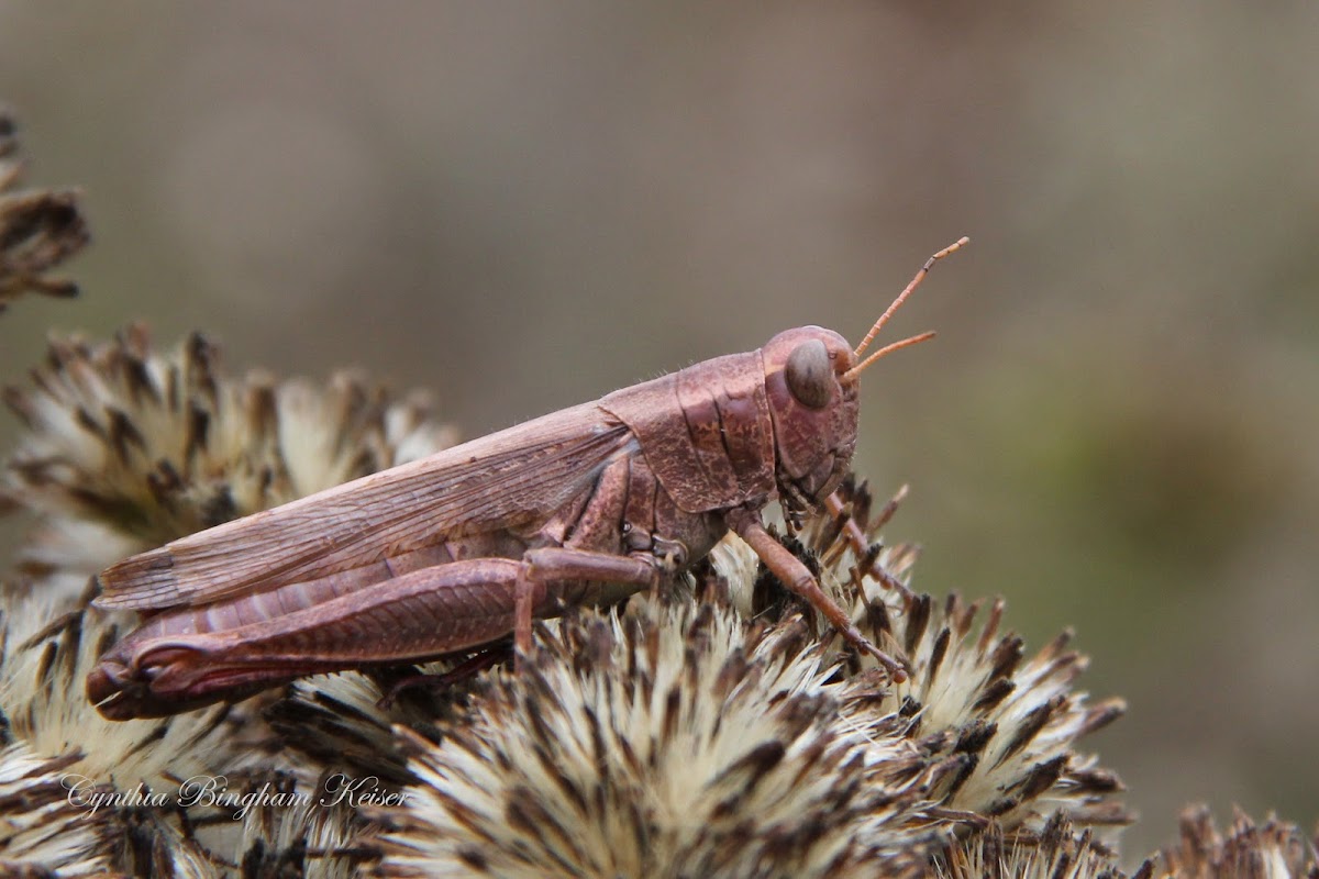 Yarrow's Grasshopper