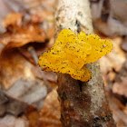 Golden Jelly fungus