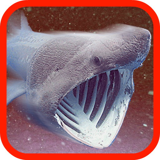 Hungry Big Shark LOGO-APP點子