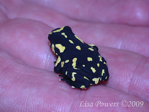 Yellow and Black Walking Toad