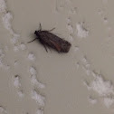 Dull Flatbody Moth