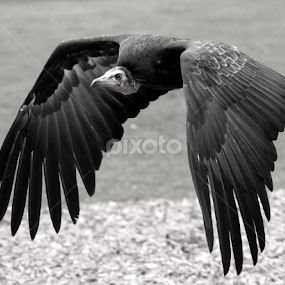 Vulture by Ralph Harvey - Black & White Animals