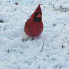 Nortern Cardinal