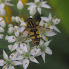 Syrphid Fly, male