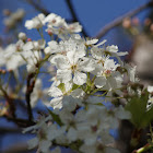 Brad Pear Blossoms