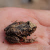 Rana moteada, Gray wood frog