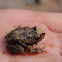 Rana moteada, Gray wood frog