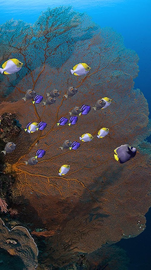 Android application Fishies (School of Fish) screenshort
