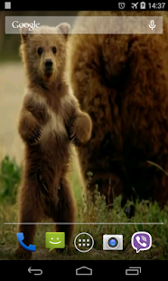 Cute Bear Video Live Wallpaper(圖3)-速報App