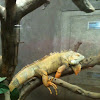 Green Iguana