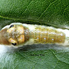 Spicebush Swallowtail Caterpillar