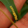 eucalyptus leaf beetle eggs