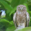 Little Owl