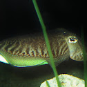 Cuttle Fish