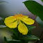 Arbusto de flor amarilla