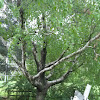 Paper Birch Tree