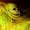 yemen/veiled chameleon