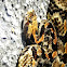 Timber Rattlesnake (Southern Variation)