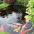 Japanese Koi Fish Wallpaper10.0