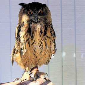 Owl by Joel Ortiz - Animals Birds