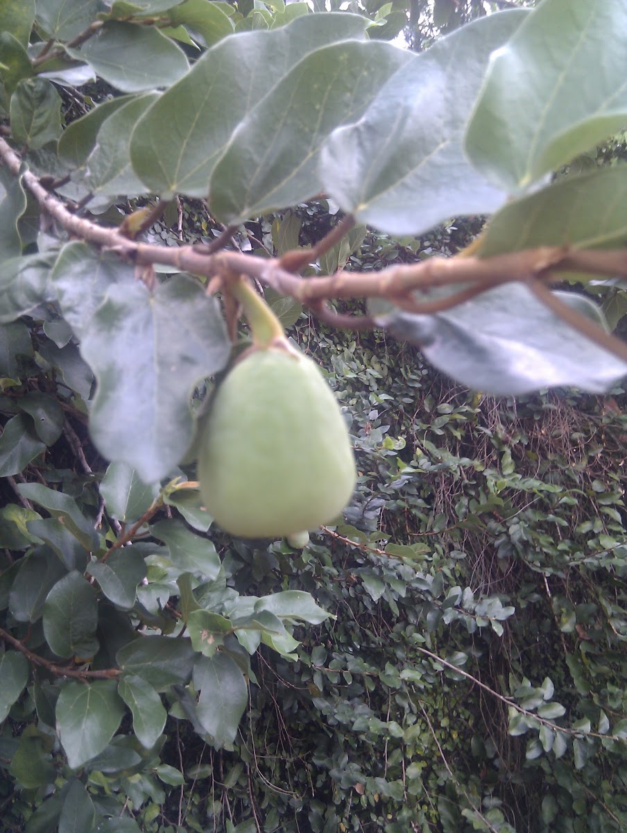 Creeping Fig, 薜荔