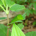 Graphium Sarpedon Caterpillar