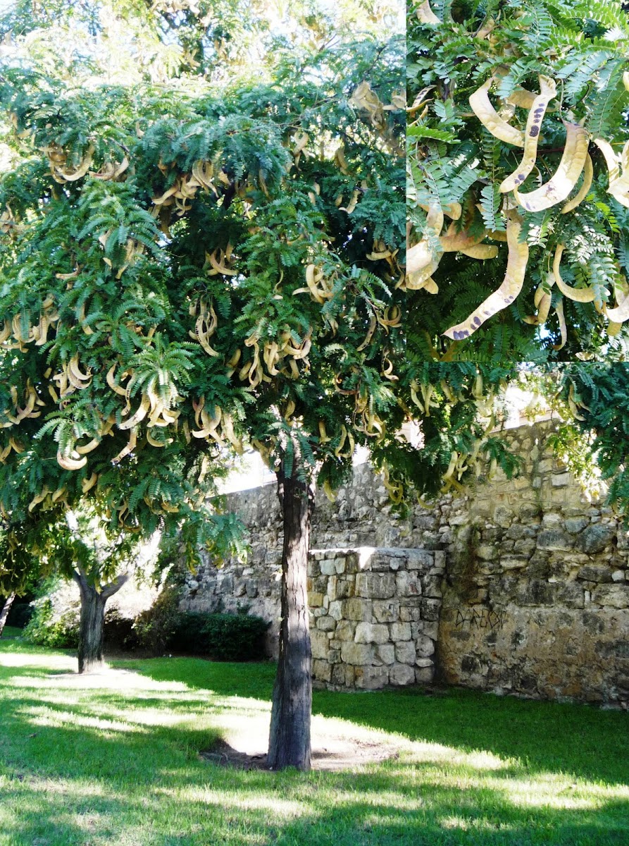 Prosopis juliflora. Acacia de catarina, algarrobo
