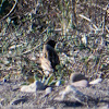 Reed Bunting; Escribano Palustre