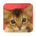 puzzle cat logo