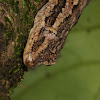 Leschenault's Leaf-toed Gecko