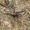 Blue Corporal dragonflies (immature females)