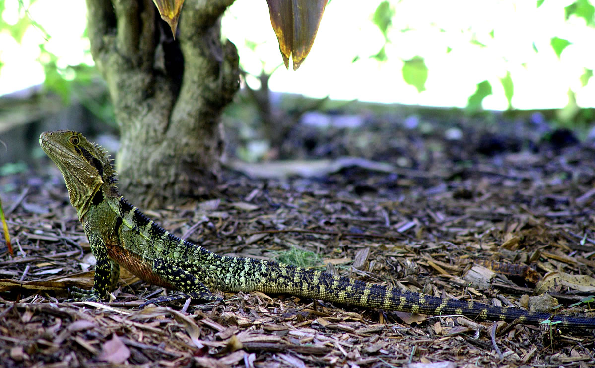 Eastern Water Dragon