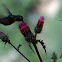 Broad-tailed hummingbird