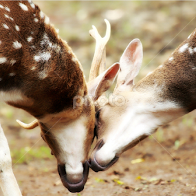 by Zaidan Fikri - Animals Other