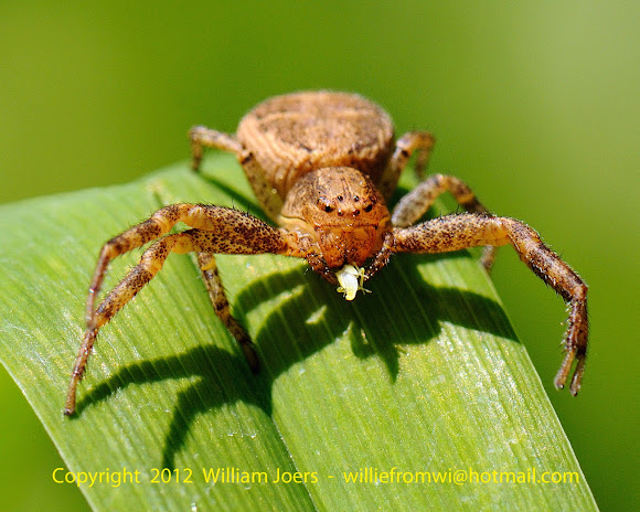 Ground Crab Spider | Project Noah