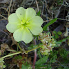 Cutleaf evening primrose