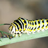 Black Swallowtail Caterpillar