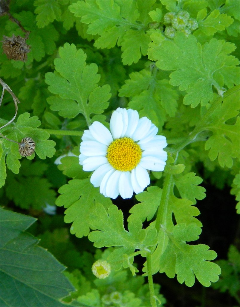 Feverfew (Παρθενούλι)