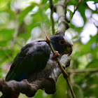 Loro coroniblanco, Chucuyo, White-crowned Parrot