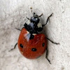 Ladybug