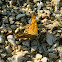 Wall Brown butterfly