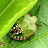 Nymph Green Vegetable Bug