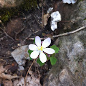 Rue anemone