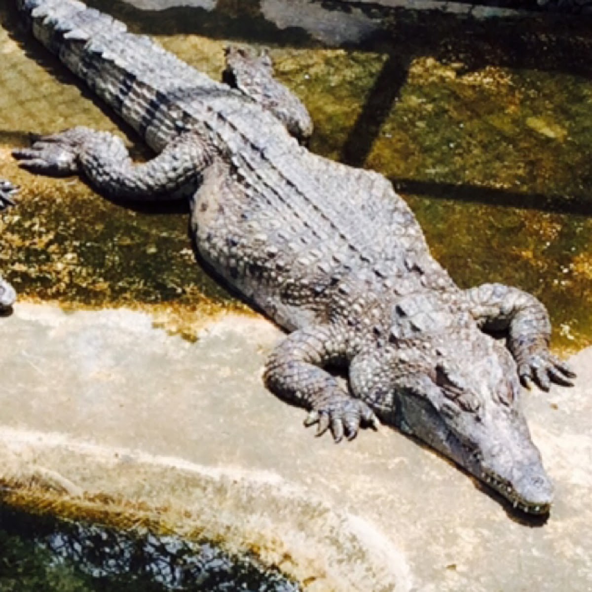 Philippine crocodile