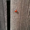 Seven-Spotted Ladybug