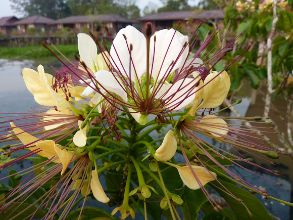 Crateva magna Project Noah