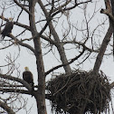 Bald eagle nest