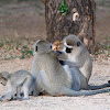 Vervet Monkey family